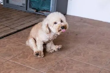 A dog scooting on the floor